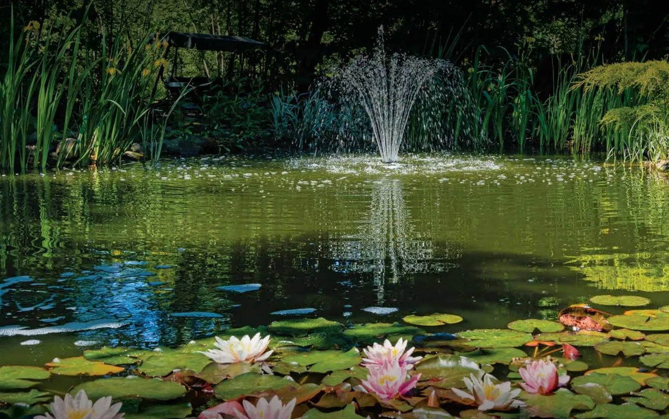 Pond with water lilies and a fountain