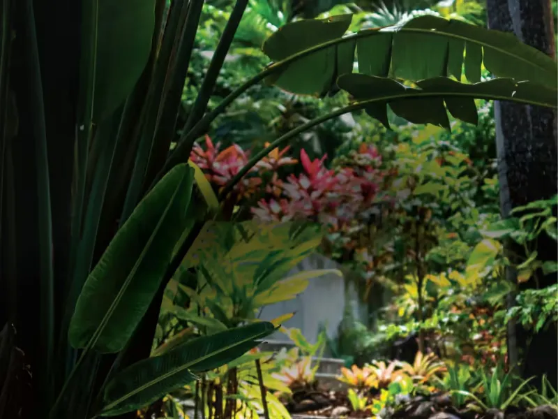 Landscaped garden path through dense planting